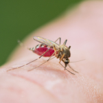 Zikavirus – det här händer just nu